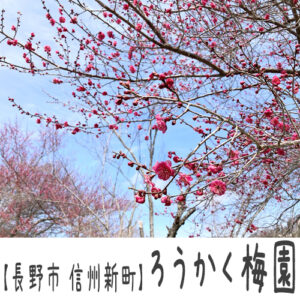 【長野市 信州新町】ろうかく梅園　～2024年最新版！見ごろは？お土産ももらえます～