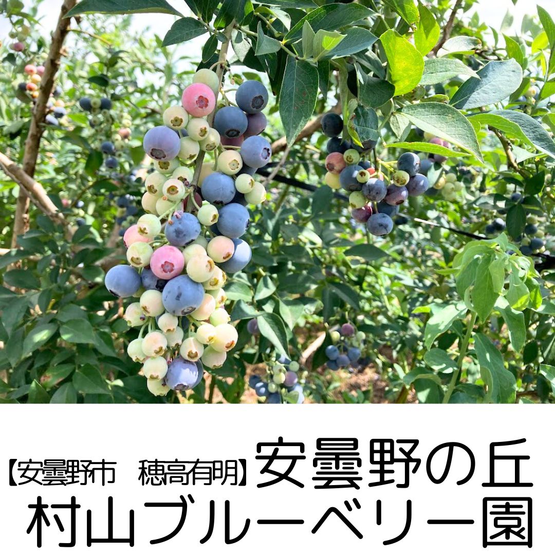 【安曇野市 穂高】安曇野の丘村山ブルーベリー園　～完全無農薬のヘルシー果実の恵みをたっぷり味わえる♪～