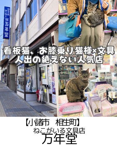 【小諸市 相生町】ねこのいる文具店万年堂~超カワイイ猫様×2!お店にいて、選んで楽しい!(駐車場あり)~