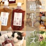 【お取り寄せ】「梅ボーイズ」梅チューブと梅酢を半年使った感想・無添加梅干しのお取り寄せレビュー