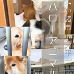 【小諸市 菱平】ハローアニマル～犬も猫もヤギもいる！ちらっと見るだけでも心が満たされる優しい施設～