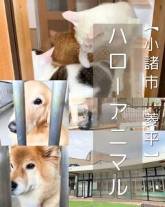 【小諸市 菱平】ハローアニマル～犬も猫もヤギもいる！ちらっと見るだけでも心が満たされる優しい施設～